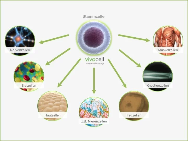 Was sind Stammzellen_Vivocell